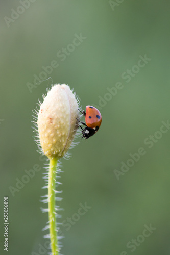 Ladybug in its environment with leaf and macro.