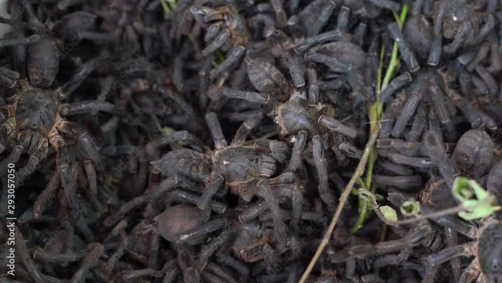 Close up of hundreds of large tarantula spiders crawling on one another. Close up of hundreds of large tarantula spiders crawling on one another.