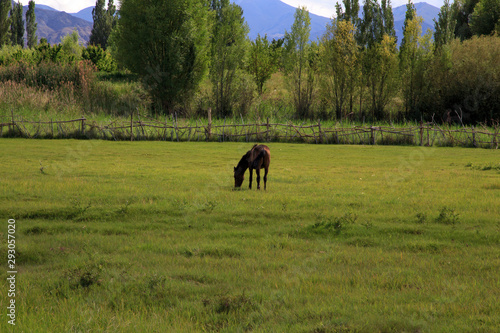 cows and horses graze in a meadow in green grass. agriculture, summer day in the pasture. rural landscape © Alwih