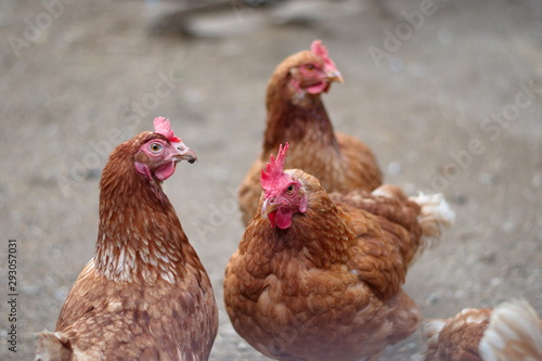 Closeup of chickens on the rural farm in Croatia