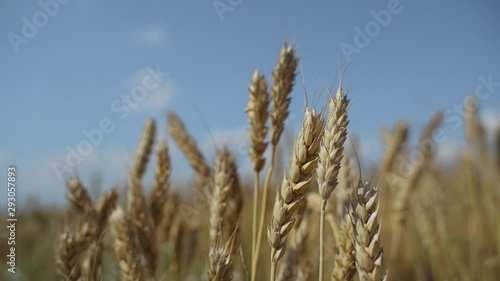 Wallpaper Mural Wheat field. Ear of golden wheat close-up. Beautiful nature Torontodigital.ca
