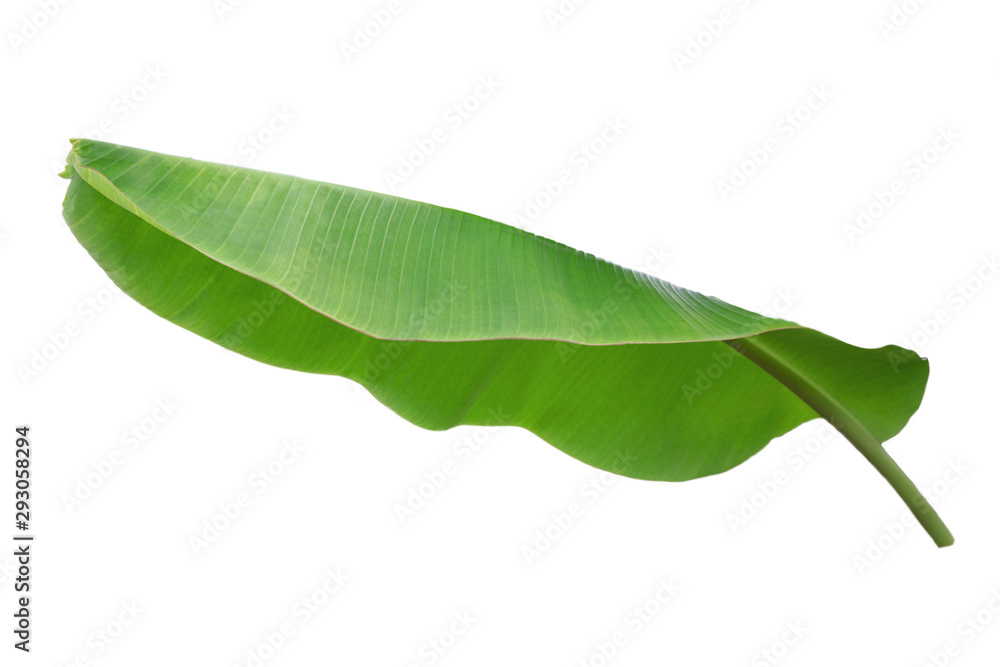 Fototapeta premium Banana leaf isolated on white background