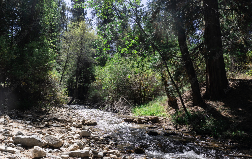 Fototapeta premium river in the forest at noon