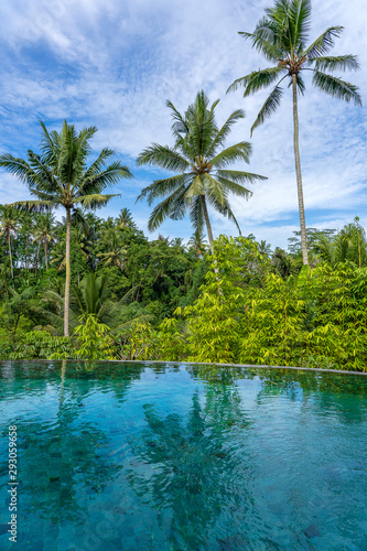 View of the swimming pool water and coconut palm trees in the tropical jungle in the morning   Ubud  Bali  Indonesia
