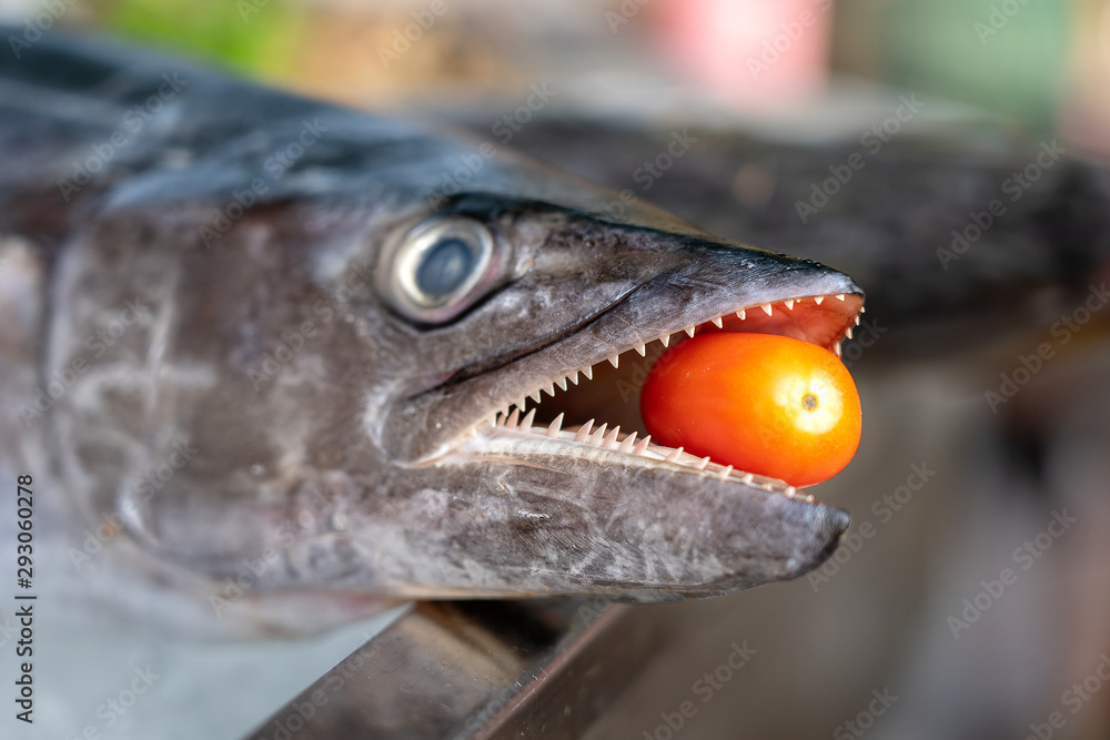 Closeup on barracuda teeth with red tomato. Sea fresh fish barracuda at street food market in Thailand. Seafood concept. Raw barracuda for cooking Closeup on barracuda teeth with red tomato. Sea fresh fish barracuda at street food market in Thailand. Seafood concept. Raw barracuda for cooking