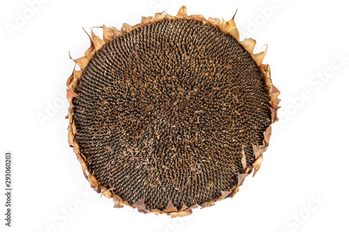 Top view of the dry head of ripe sunflower #293060203