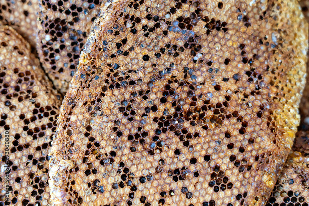 Close up view of honeycomb with sweet honey from wild bees. Piece of honeycomb with sweet honey as background. Indonesia Close up view of honeycomb with sweet honey from wild bees. Piece of honeycomb with sweet honey as background. Indonesia