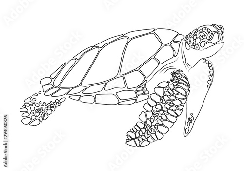 Photo graphic sea turtle,vector illustration of sea turtle