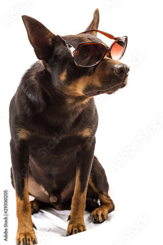 kelpie australian dog sitting in sunglasses on a white background