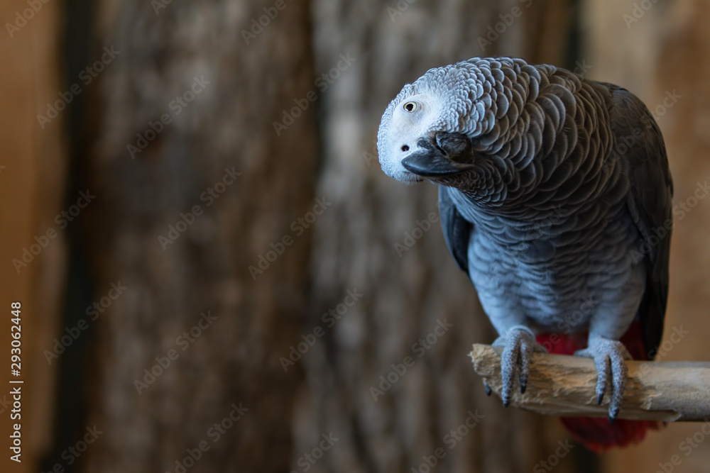 Fototapeta premium African Grey Congo Parrot Bird Resting on Perch Full Body Looking Left
