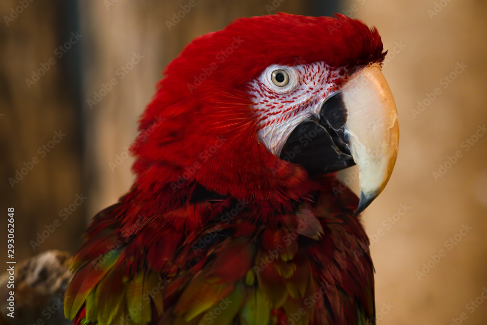 Red-and-green Macaw Parrot Bird Close Up Face