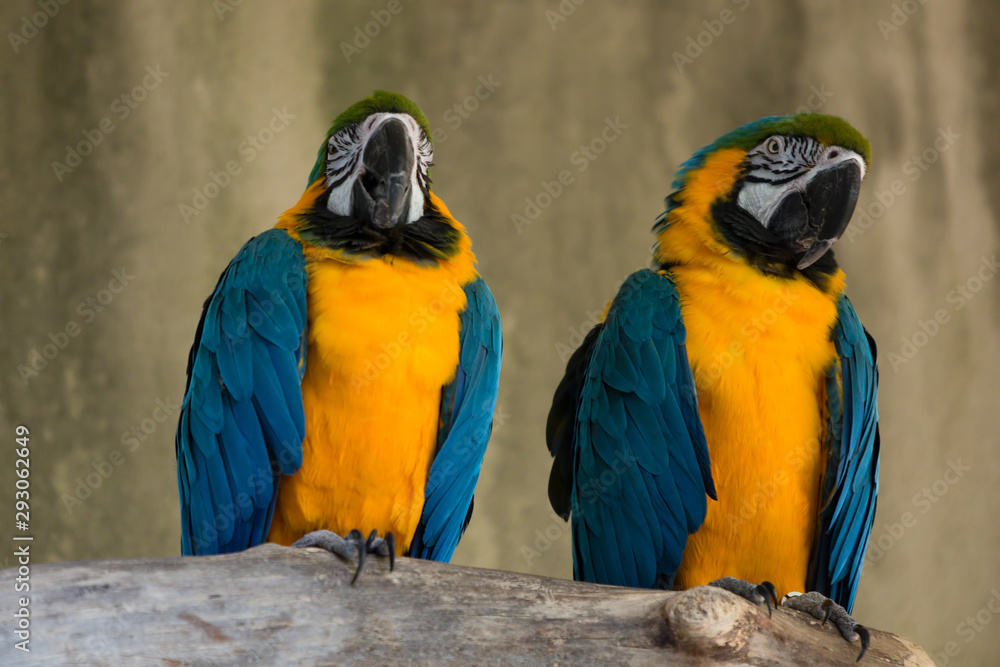 Two Blue Yellow Gold Macaw Parrot Bird on Tree Branch Two Blue Yellow Gold Macaw Parrot Bird on Tree Branch