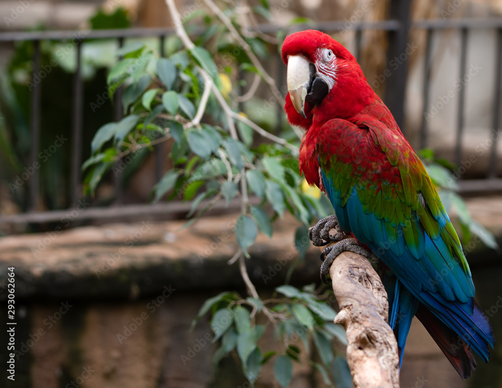 Obraz premium Red-and-green Macaw Parrot Bird on Tree Branch Looking Left