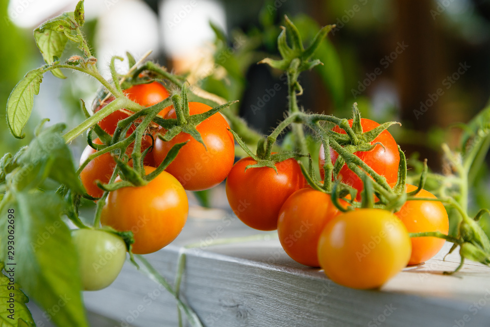 Homegrown cherry tomatoes in a pot. Small garden on a wooden terrace.