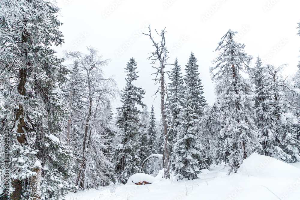 Naklejka premium Winter landscape. Taganay national Park, Chelyabinsk region, South Ural, Russia