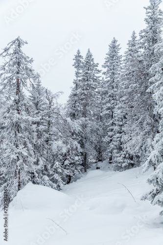 Winter landscape. Taganay national Park  Chelyabinsk region  South Ural  Russia