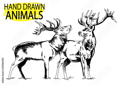 Deer head. A set of images. Drawing by hand in vintage style. Deer with big horns.