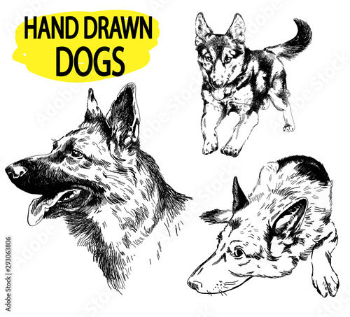 German Shepherd. A set of images. Drawing by hand in vintage style. An adult dog, puppy. Dog breeds.