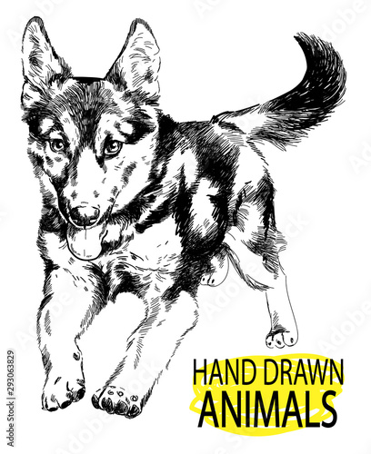 German Shepherd. A set of images. Drawing by hand in vintage style. An adult dog, puppy. Dog breeds.