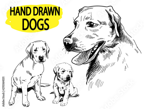 Labrador. A set of images. Drawing by hand in vintage style. An adult dog, puppy. Dog breeds.