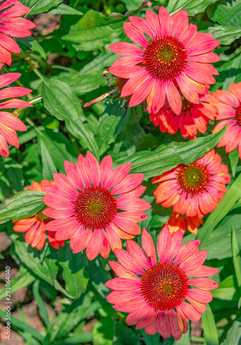 A close-up of the colorful chrysanthemums in the flowers
