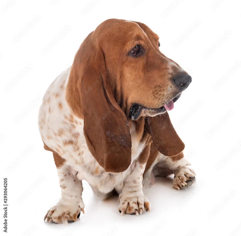 basset hound in studio basset hound in studio