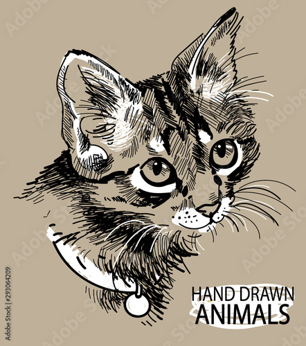 cat head freehand drawing in vintage style. Cute kitten wearing a collar.