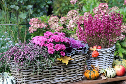 Herbstblumen in Pink im Korb als Gartendekoration