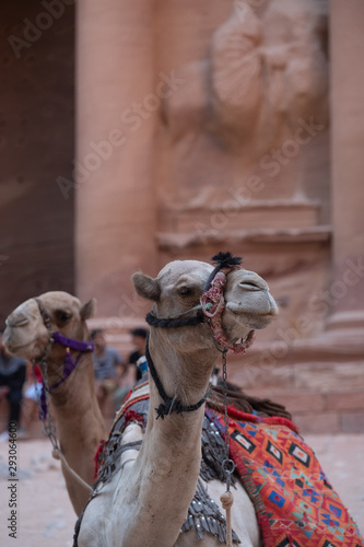 camel rests in Petra