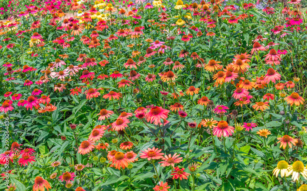 A close-up of the colorful chrysanthemums in the flowers