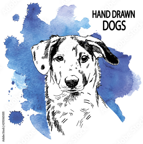 Spotted Dog. Drawing by hand a pen. Vintage drawing.
