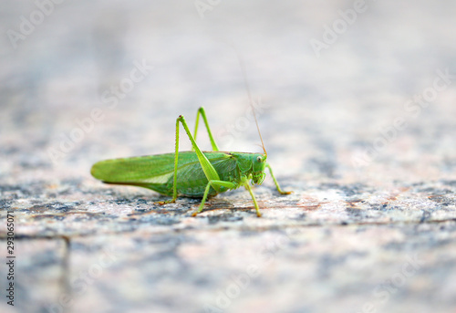 Photo of a beautiful green grasshopper