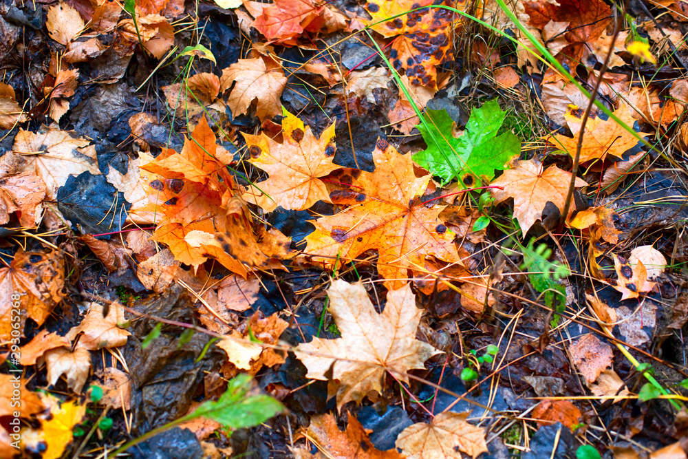 Autumn background with fallen leaves