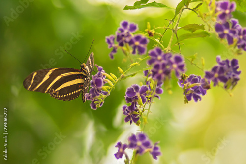 Butterfly Heliconius charitonius or zebra butterfly on purple flowers. Habitat region South America. Selective focus. Blurred background photo