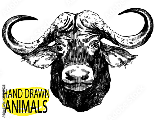 The head of the African buffalo. Large horns, ears. Drawing by hand in vintage style.