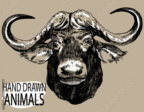 The head of the African buffalo. Large horns, ears. Drawing by hand in vintage style.