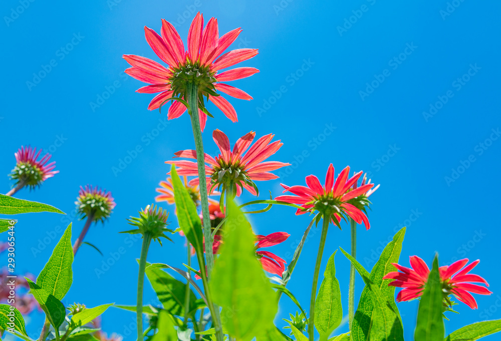 Beautiful red chrysanthemums under the blue sky Beautiful red chrysanthemums under the blue sky