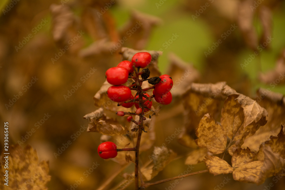 Obraz premium red berries on a branch