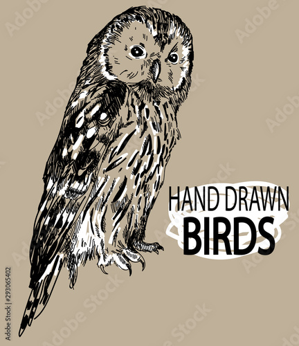 Owl. Drawing by hand in vintage style. Owl sits with folded wings. Realistic illustration.