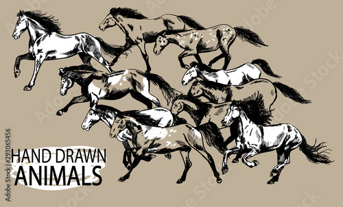 Running horse. A herd of mustangs. Drawing by hand in vintage style.