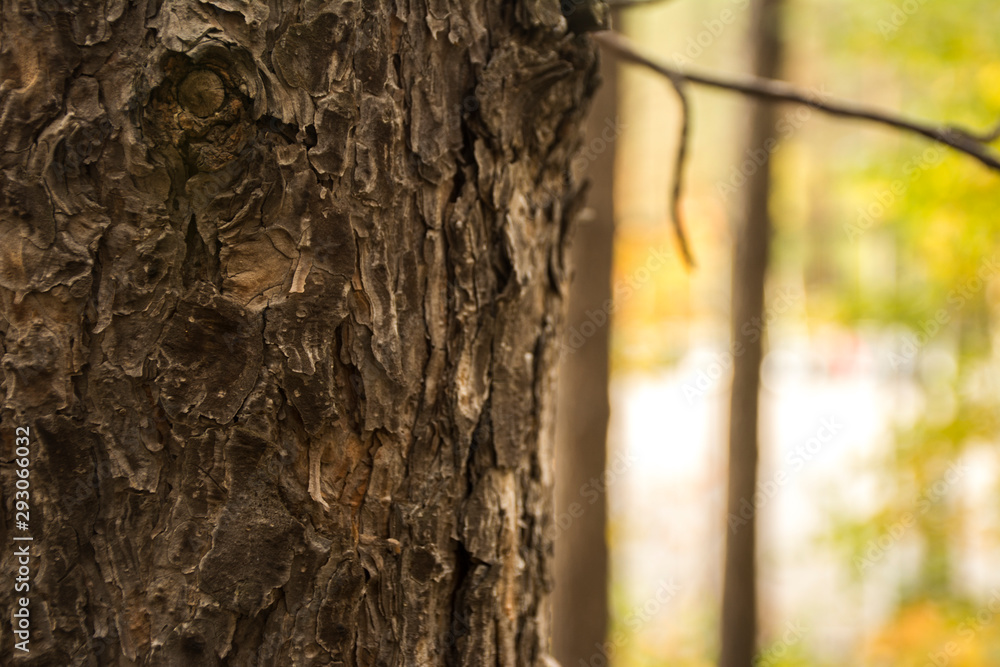 Obraz premium tree in autumn