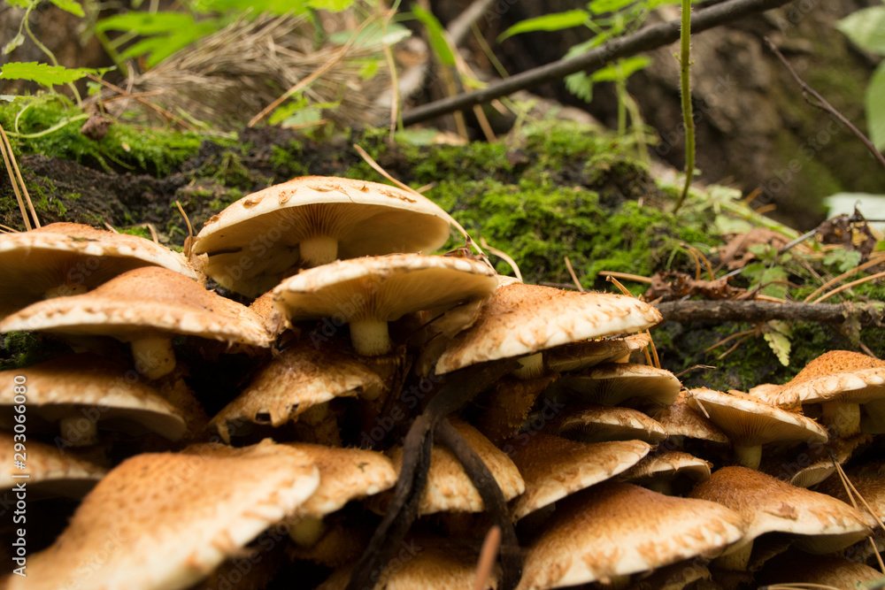 mushrooms in forest
