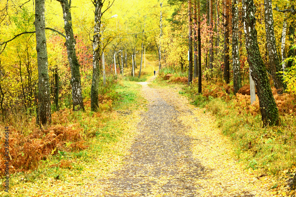 autumn forest autumn forest