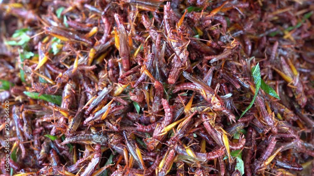 Fried grasshoppers for sell at street food market, Thailand. Fried insect, Thai cuisine. They are deep fried until reaching a complete state of crispness and eaten as a protein enriched snack Fried grasshoppers for sell at street food market, Thailand. Fried insect, Thai cuisine. They are deep fried until reaching a complete state of crispness and eaten as a protein enriched snack