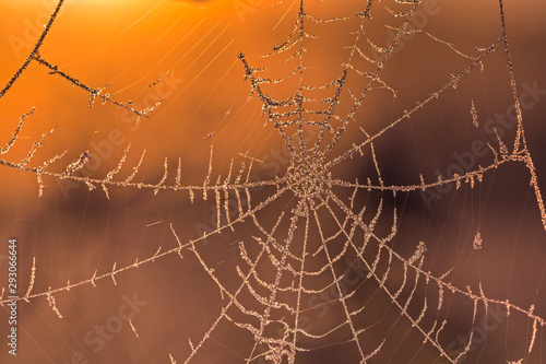 Frozen spiders web on a cold autumn morning