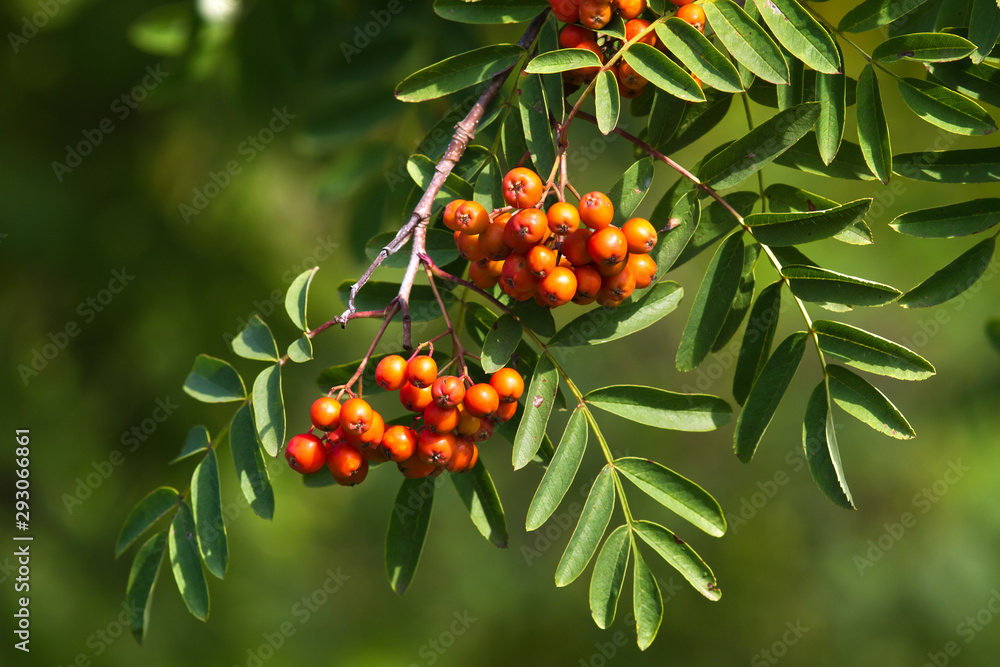 bunches of rowan berries grow on a bush among the leaves - obrazy, fototapety, plakaty 