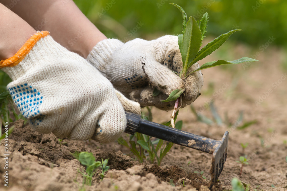 Obraz premium gardener cleans the bed of weeds