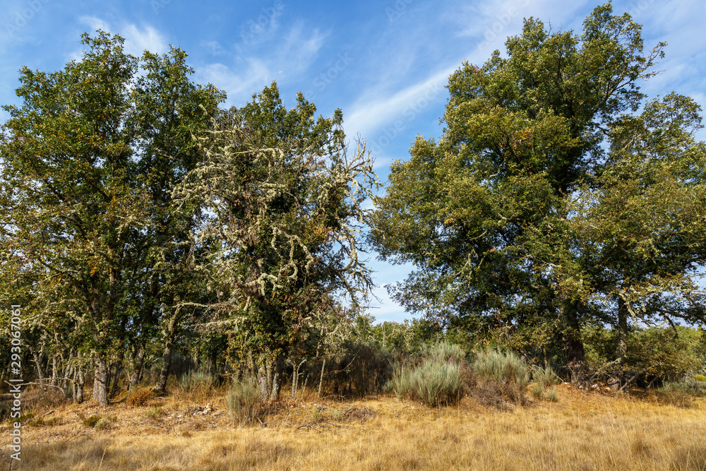 Robles con líquenes. Rebollos. Quercus pyrenaica. Sierra de la Culebra, Zamora, España. Robles con líquenes. Rebollos. Quercus pyrenaica. Sierra de la Culebra, Zamora, España.
