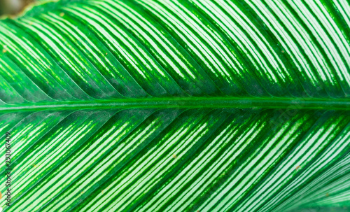 Closeup Green leaf nature for background . greenery tree leaves. 