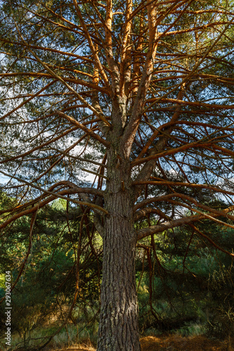 Pino albar o silvestre de gran tamaño en la Sierra de la Culebra, Zamora, España. Pinus sylvestris.